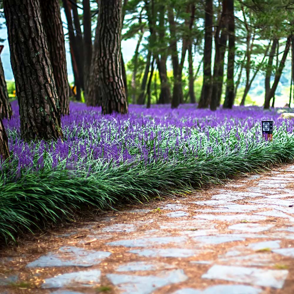 Liriope - Liriope muscari 'Big Blue'