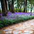 Liriope - Liriope muscari 'Big Blue'