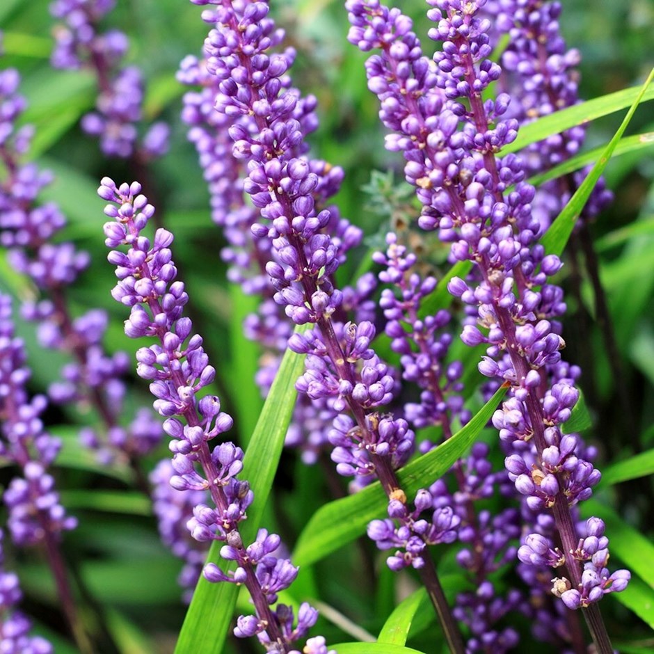 Liriope muscari Big Blue - DocaPerene