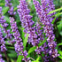 Liriope muscari Big Blue - DocaPerene