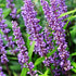 Liriope - Liriope muscari 'Big Blue'