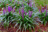 Liriope - Liriope muscari 'Big Blue'