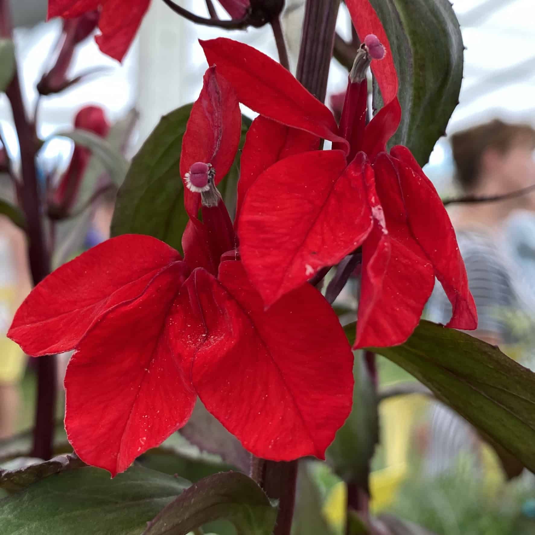 Lobelia perenă -Lobelia Starship Scarlet Bronze