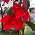 Lobelia perenă -Lobelia Starship Scarlet Bronze