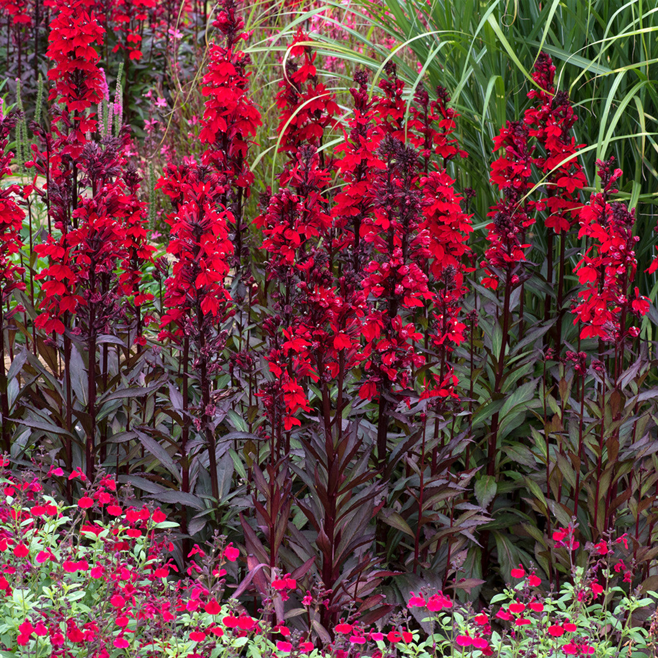 Lobelia perenă -Lobelia Starship Scarlet Bronze