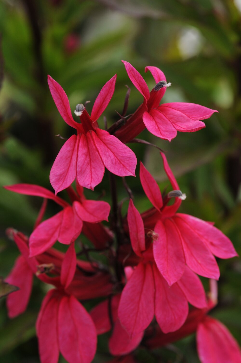 Lobelia perenă - Lobelia speciosa Starship Rose