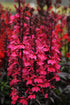 Lobelia perenă - Lobelia speciosa Starship Rose