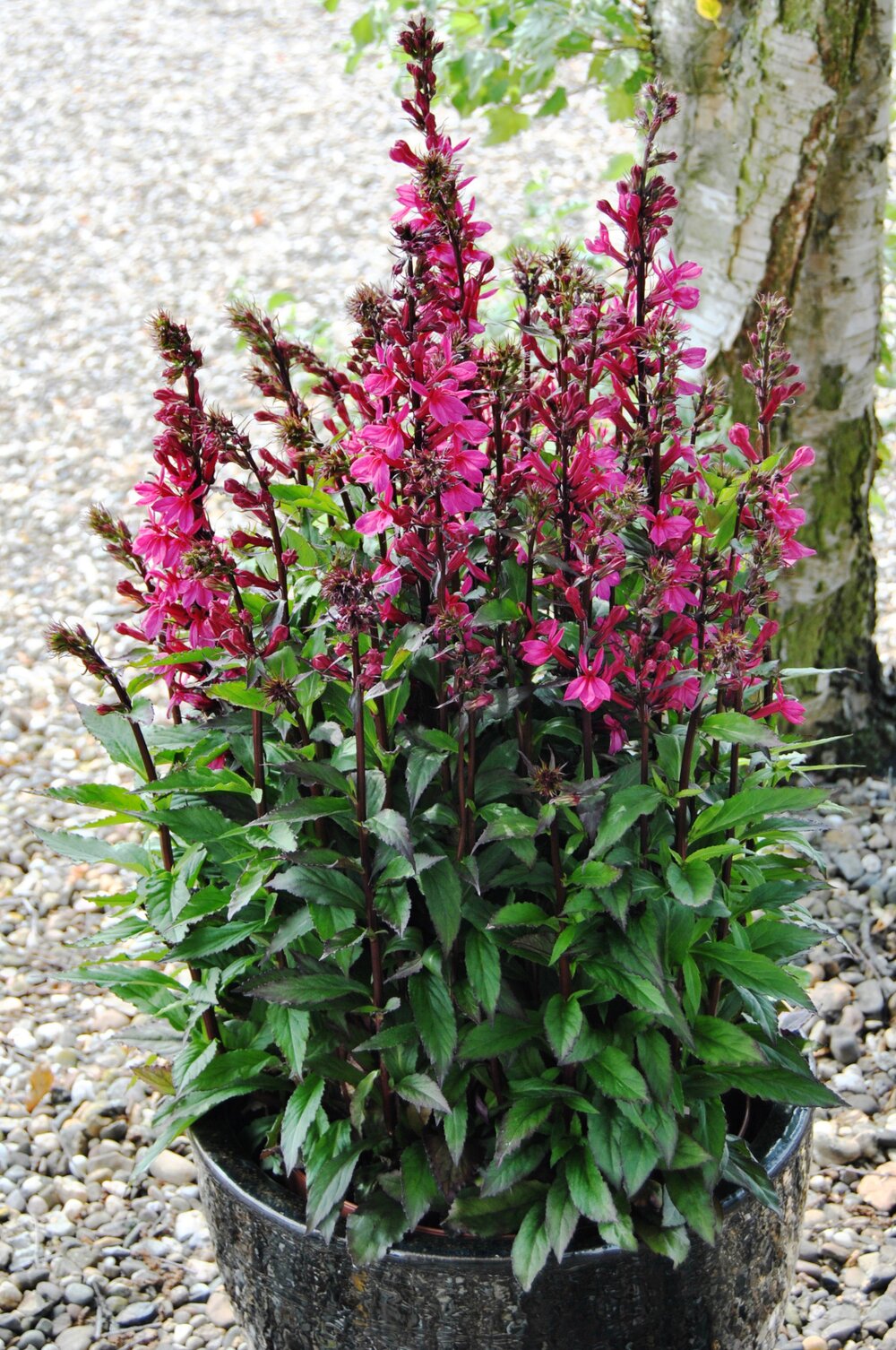 Lobelia perenă - Lobelia speciosa Starship Rose