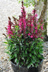 Lobelia perenă - Lobelia speciosa Starship Rose