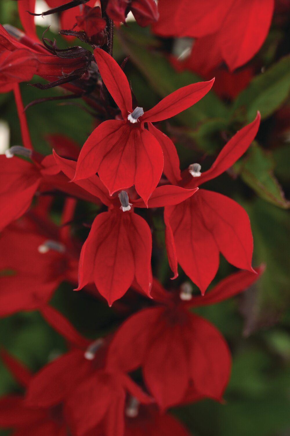 Lobelia perenă roșie - Lobelia speciosa Starship Scarlet