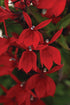 Lobelia perenă roșie - Lobelia speciosa Starship Scarlet