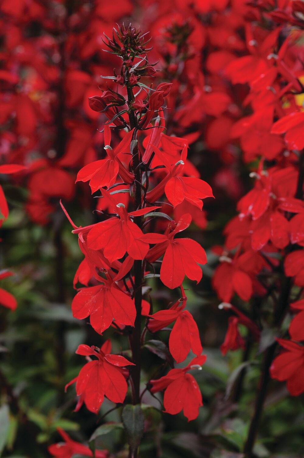 Lobelia perenă roșie - Lobelia speciosa Starship Scarlet