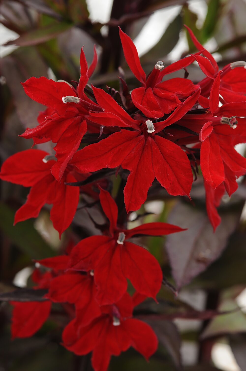 Lobelia perenă -Lobelia Starship Scarlet Bronze
