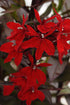 Lobelia perenă -Lobelia Starship Scarlet Bronze