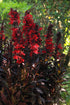 Lobelia perenă -Lobelia Starship Scarlet Bronze