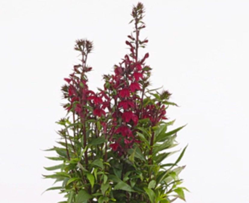 Lobelia perenă- Lobelia speciosa Starship Burgundy