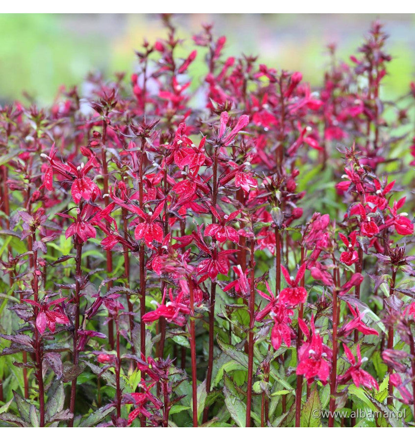 Lobelia perenă- Lobelia speciosa Starship Burgundy