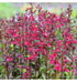 Lobelia perenă- Lobelia speciosa Starship Burgundy