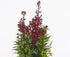 Lobelia perenă- Lobelia speciosa Starship Burgundy
