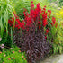 Lobelia perenă - Lobelia fulgens 'Queen Victoria'