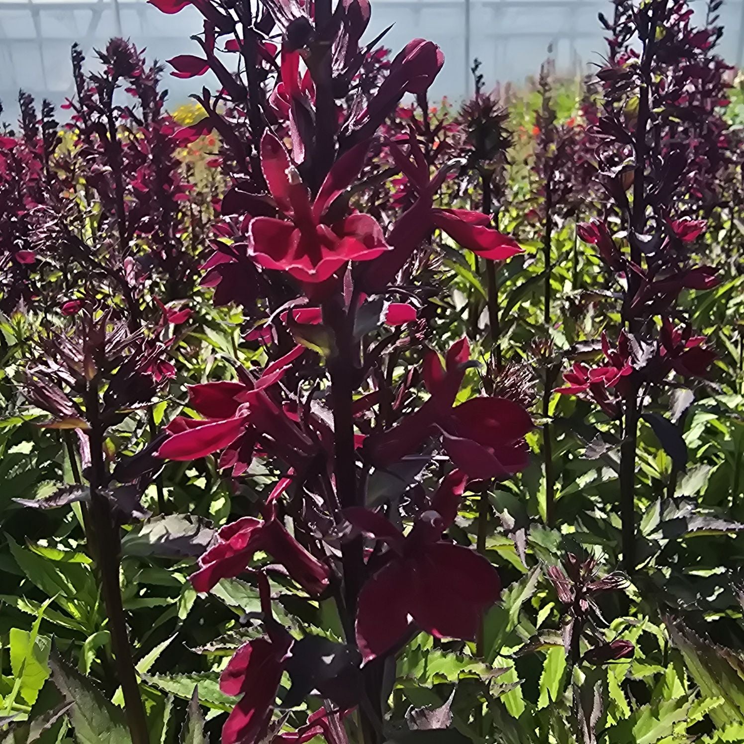 Lobelia perenă- Lobelia speciosa Starship Burgundy
