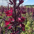 Lobelia perenă- Lobelia speciosa Starship Burgundy