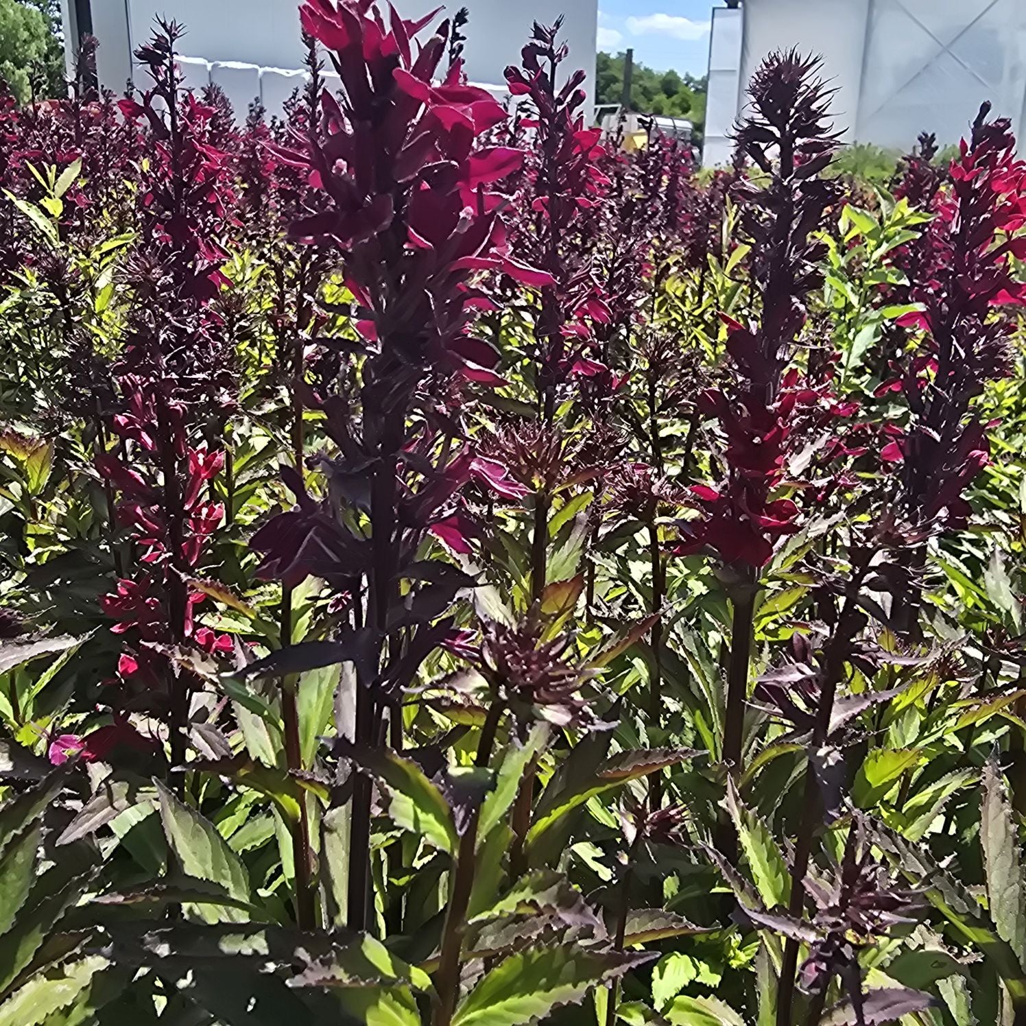 Lobelia perenă- Lobelia speciosa Starship Burgundy