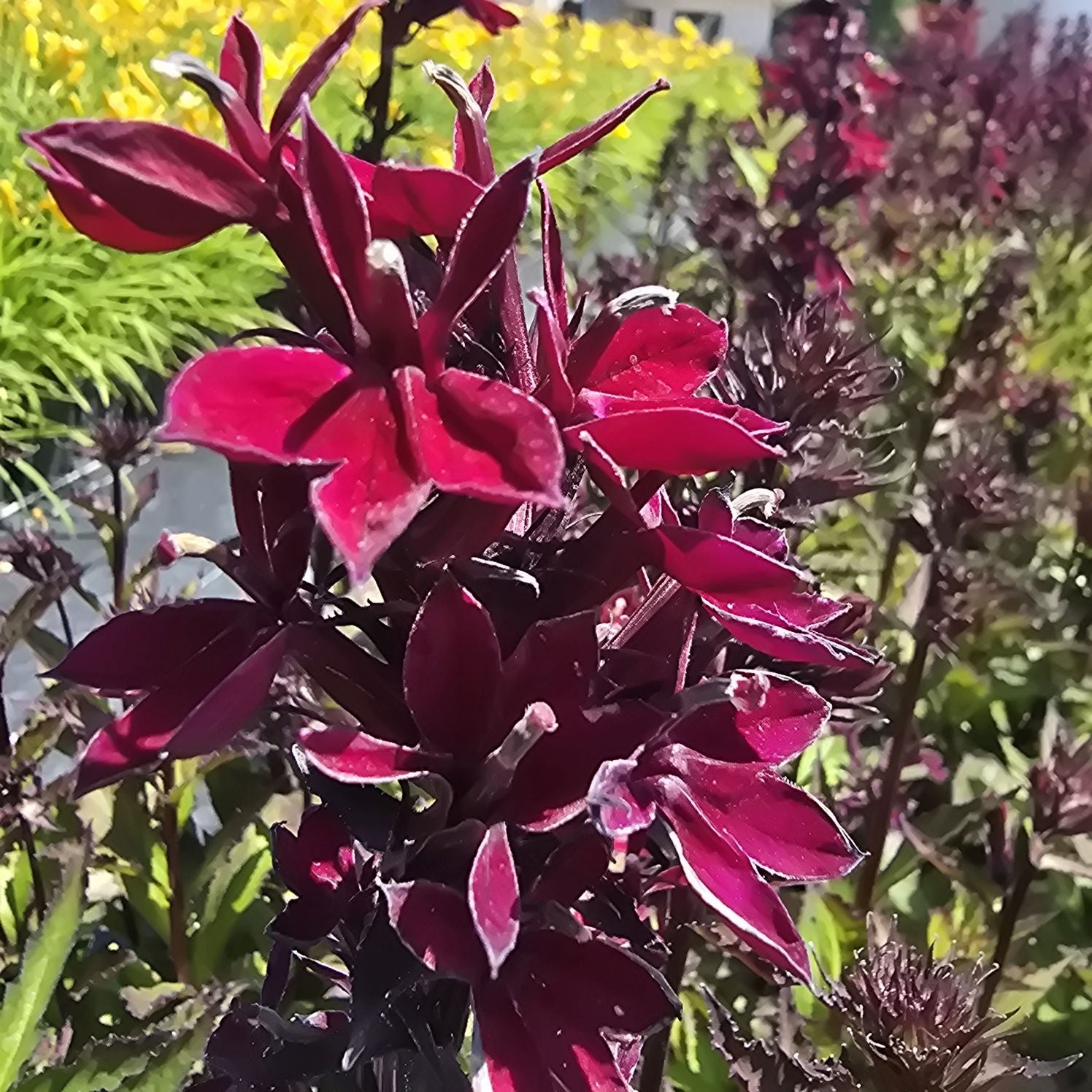 Lobelia perenă- Lobelia speciosa Starship Burgundy