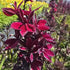 Lobelia perenă- Lobelia speciosa Starship Burgundy