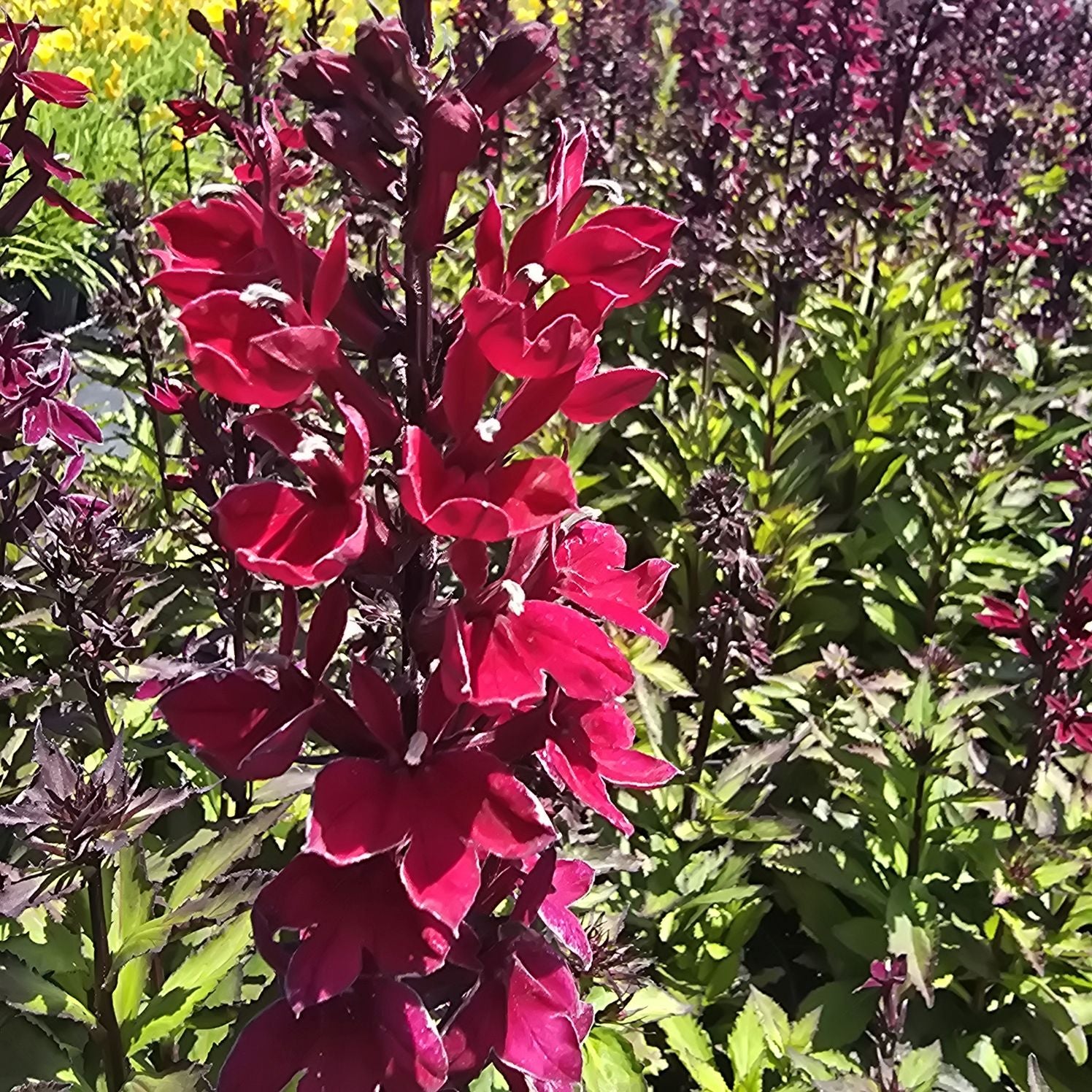 Lobelia perenă- Lobelia speciosa Starship Burgundy