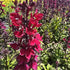 Lobelia perenă- Lobelia speciosa Starship Burgundy