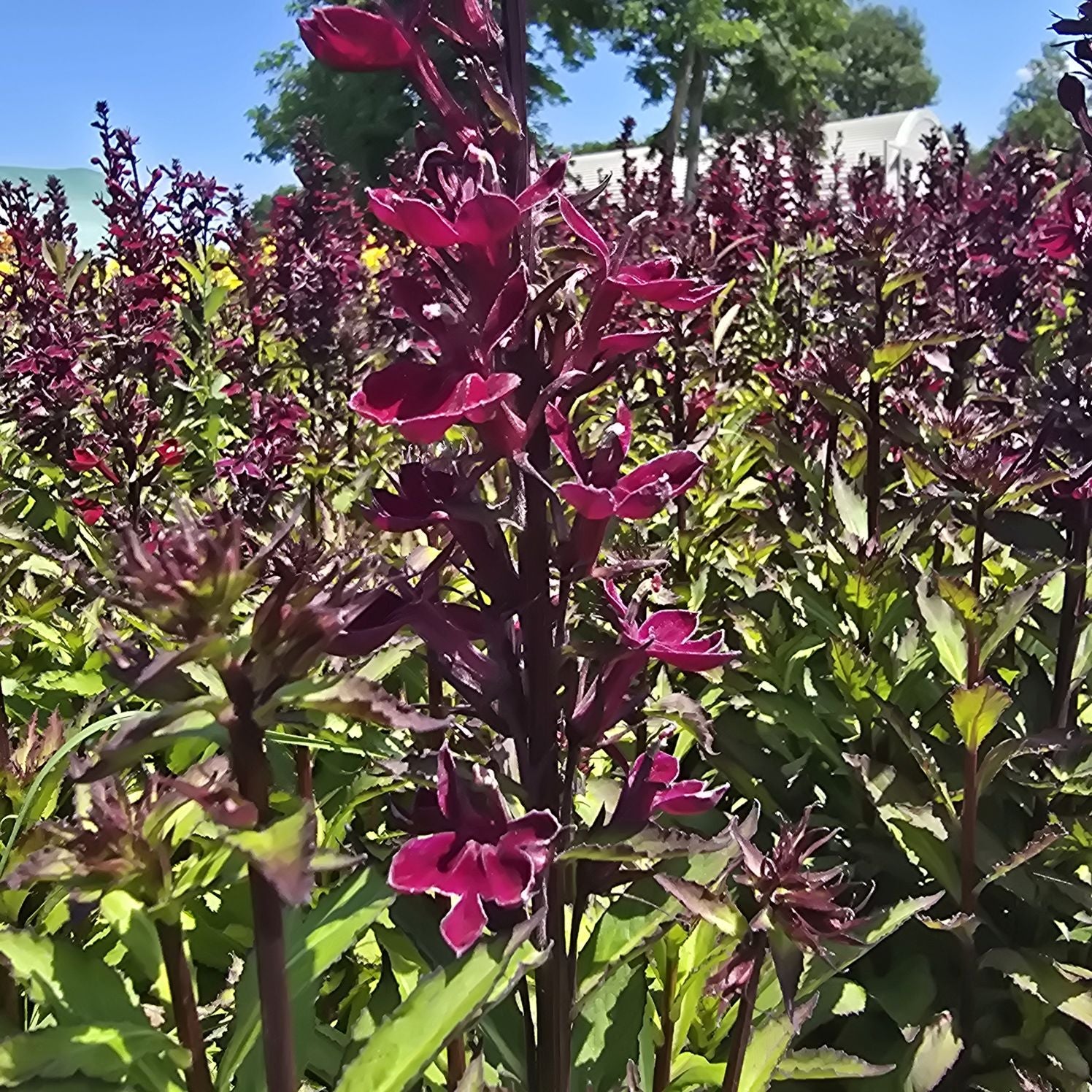 Lobelia perenă- Lobelia speciosa Starship Burgundy