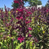 Lobelia perenă- Lobelia speciosa Starship Burgundy