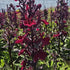 Lobelia perenă- Lobelia speciosa Starship Burgundy
