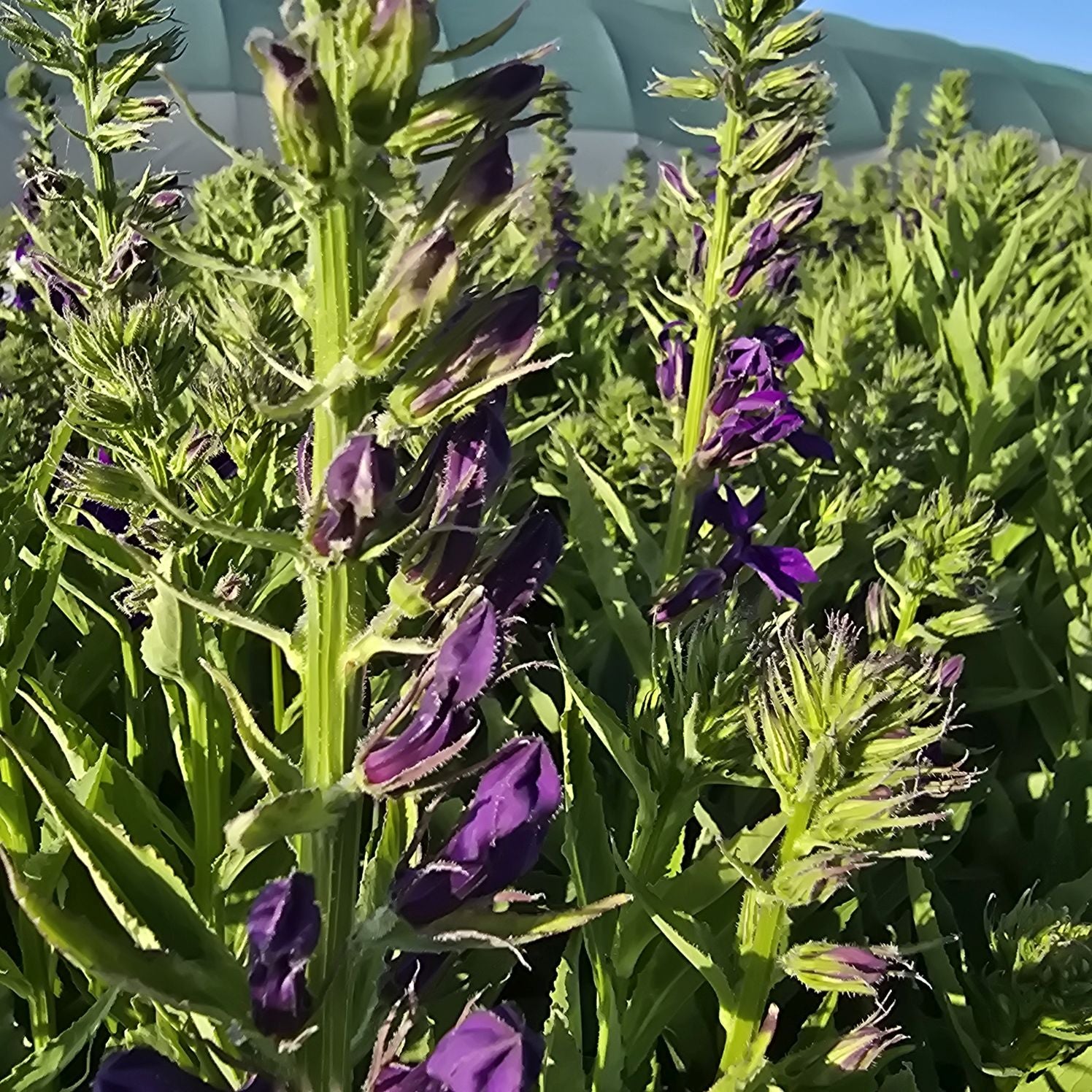 Lobelia perenă albastră - Lobelia speciosa Starship Blue