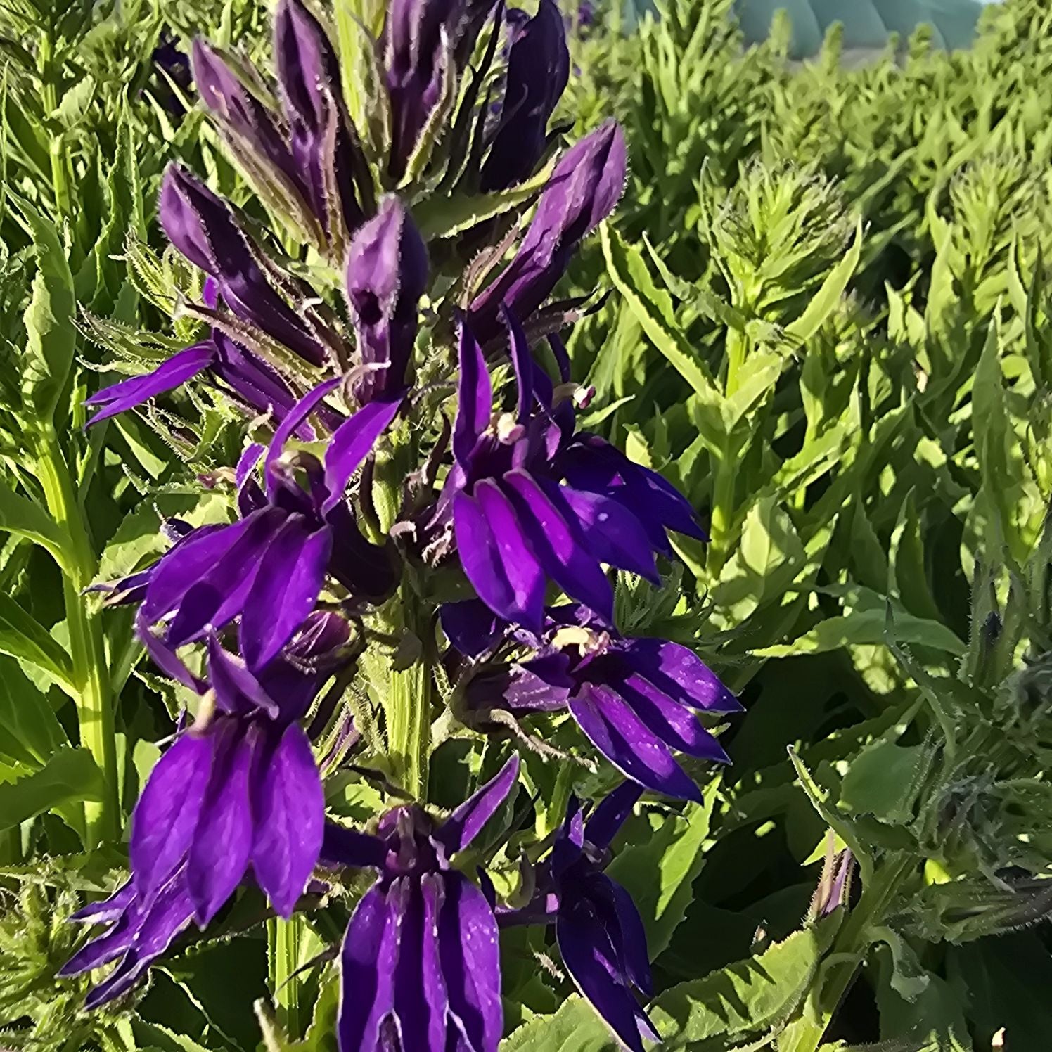 Lobelia perenă albastră - Lobelia speciosa Starship Blue
