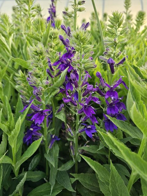 Lobelia perenă albastră - Lobelia speciosa Starship Blue