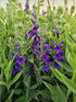 Lobelia perenă albastră - Lobelia speciosa Starship Blue