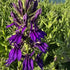Lobelia perenă albastră - Lobelia speciosa Starship Blue