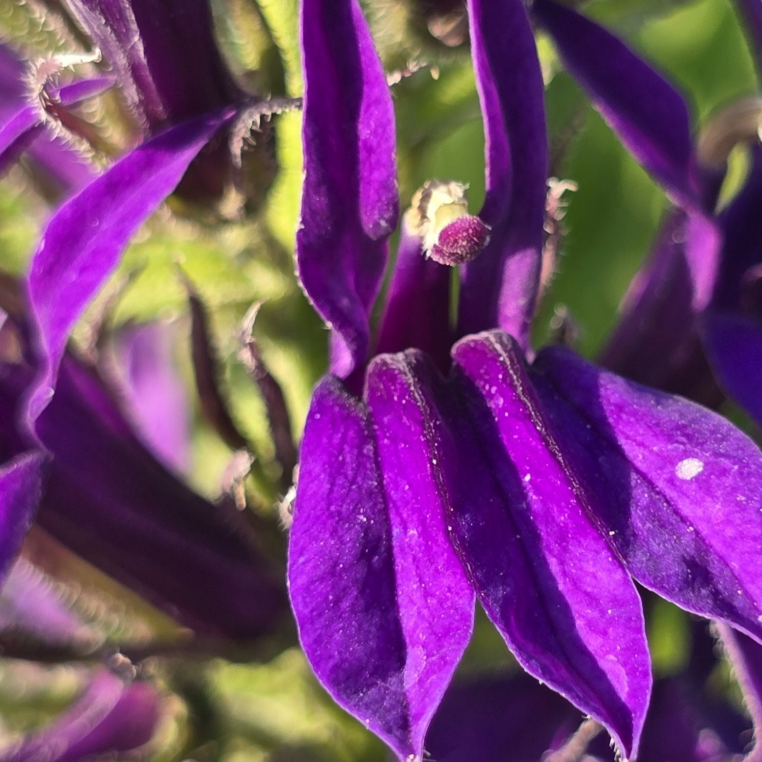Lobelia perenă albastră - Lobelia speciosa Starship Blue