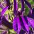 Lobelia perenă albastră - Lobelia speciosa Starship Blue