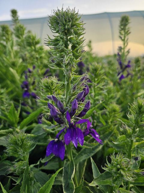 Lobelia perenă albastră - Lobelia speciosa Starship Blue
