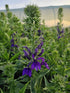 Lobelia perenă albastră - Lobelia speciosa Starship Blue
