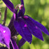 Lobelia perenă albastră - Lobelia speciosa Starship Blue