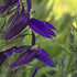 Lobelia perenă albastră - Lobelia speciosa Starship Blue