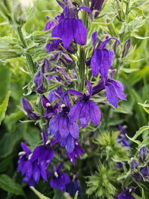 Lobelia perenă albastră - Lobelia speciosa Starship Blue