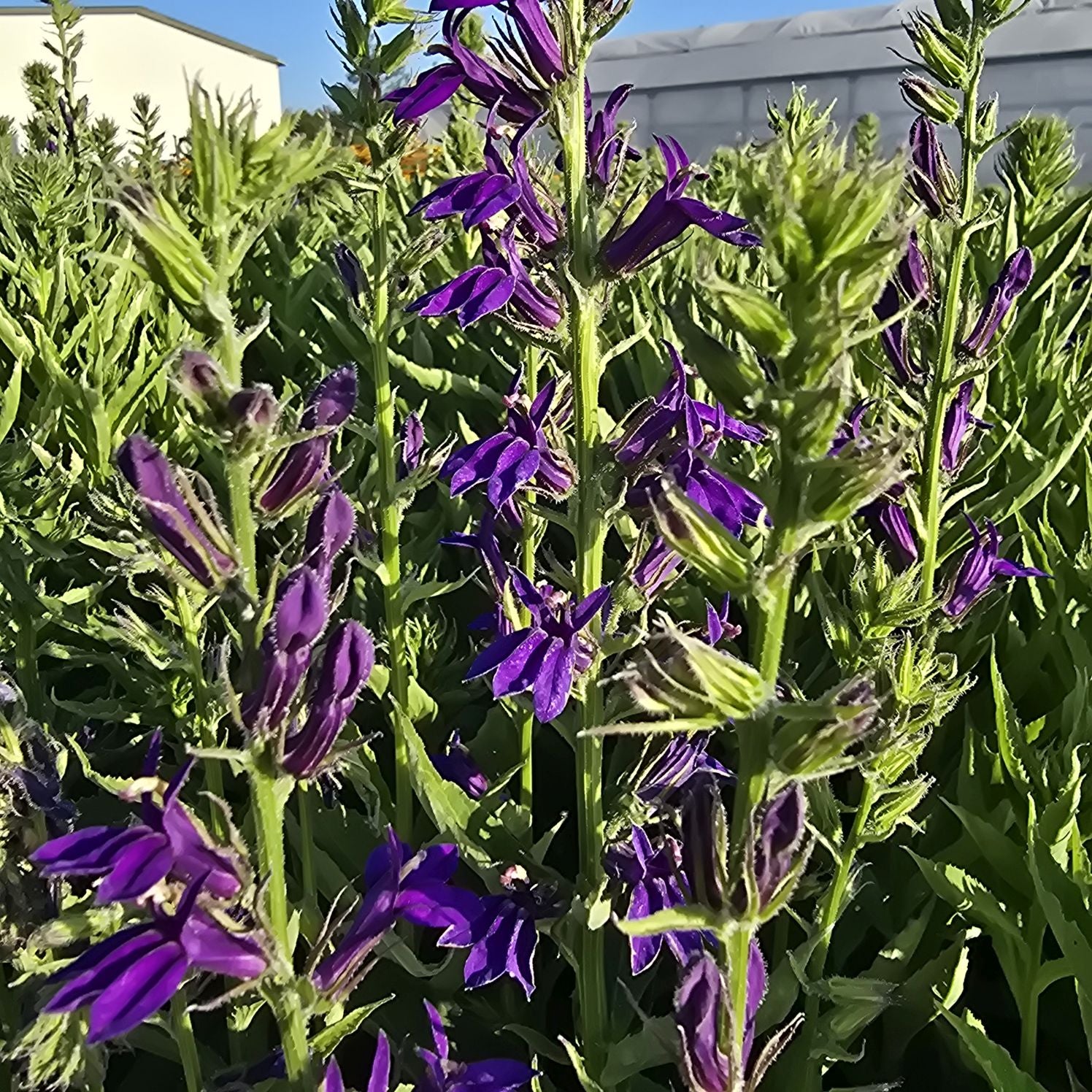 Lobelia perenă albastră - Lobelia speciosa Starship Blue