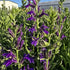 Lobelia perenă albastră - Lobelia speciosa Starship Blue