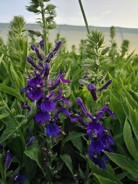 Lobelia perenă albastră - Lobelia speciosa Starship Blue
