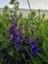Lobelia perenă albastră - Lobelia speciosa Starship Blue